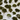 Clusters of green, dried plant stems of varying lengths from the Hall of Flame PRESERVED FLOWERS collection are arranged on a light surface. “EXAMPLE STEM LENGTHS” appears in white text near the bottom right of the image.