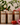 Three brown cylindrical Hall of Flame SANDWAX Scented Candle Refill packages labeled “Saffron Jasmine,” “Maison des Livres,” and “Fig Bois” are displayed amid flowers, tomatoes, and greenery with a softly lit background.